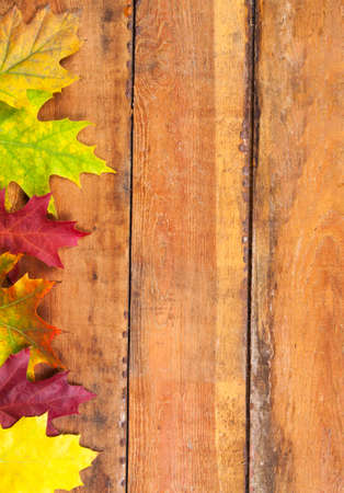 Autumn maple leaves on wood planksの写真素材
