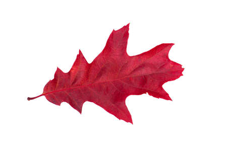 Closeup of  autumn leaf on whiteの写真素材