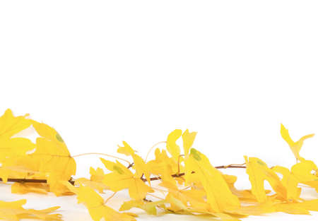Colorful Fall leaves isolated on white backgroundの写真素材