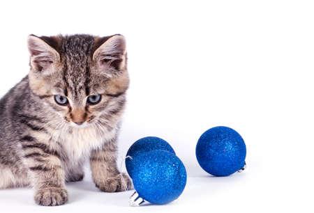 Beautiful kitten with blue ball. Christmas decorationの写真素材