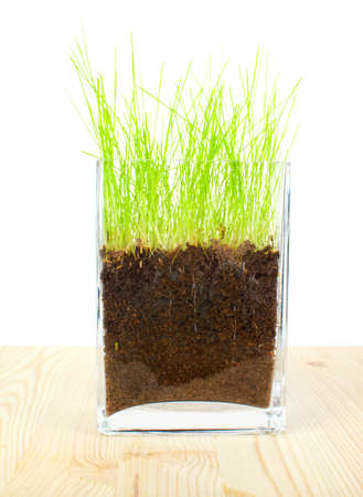 Green grass and roots on wooden  backgroundの写真素材