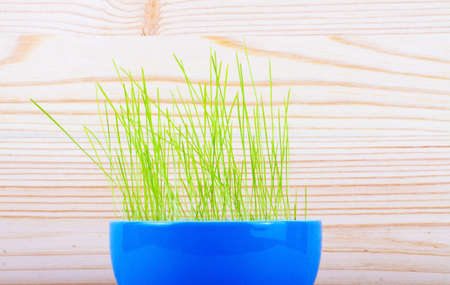 Green wheat in blue vase on a wooden backgroundの写真素材