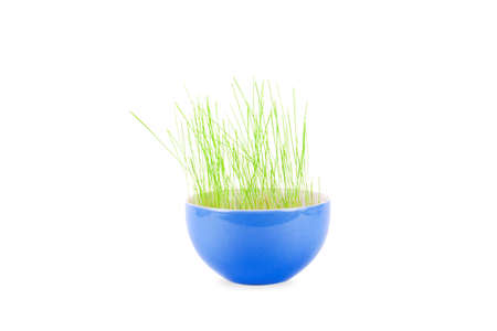 Decoration grass in a pot isolated on white backgroundの写真素材