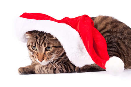 Beautiful cat in a Santa Claus hatの写真素材