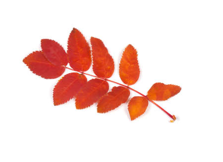 Closeup of autumn leafs on whiteの写真素材