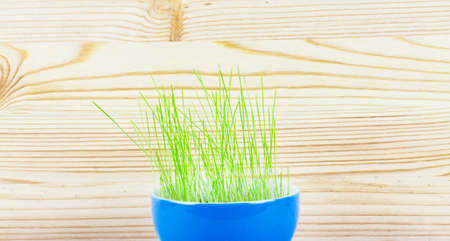 Green wheat in blue vase on a wooden backgroundの写真素材