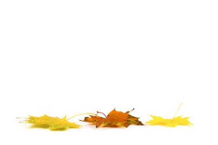 Colorful Fall leaves isolated on white backgroundの写真素材