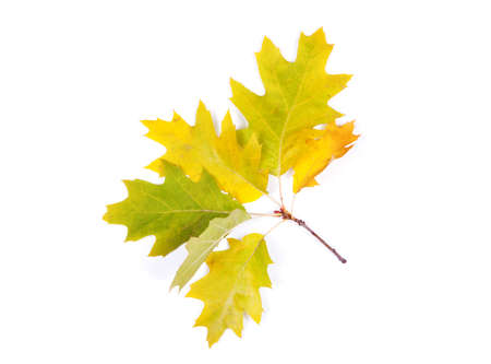 Autumn leaf isolated on white backgroundの写真素材