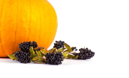 Autumn composition of pumpkins on white backgroundの写真素材