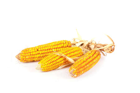 ears of corn isolated on white backgroundの写真素材