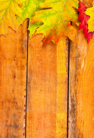 Autumn maple leaves on wood planksの写真素材