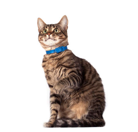 cat isolated on white background.の写真素材