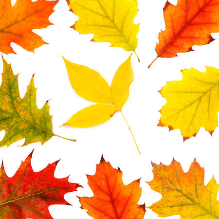 collection beautiful colorful autumn leaves isolated on white backgroundの写真素材