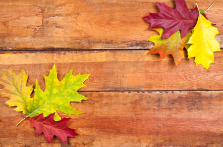 Autumn maple leaves on wood planksの写真素材