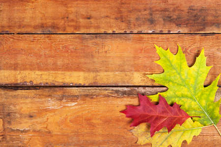 Autumn maple leaves on wood planksの写真素材