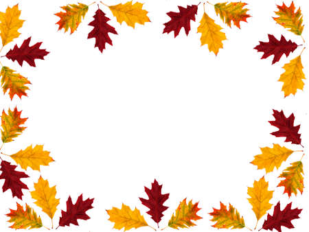 collection beautiful colorful autumn leaves isolated on white backgroundの写真素材