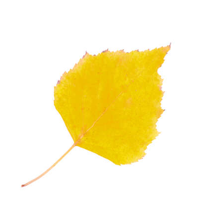 Autumn leaf isolated on white backgroundの写真素材