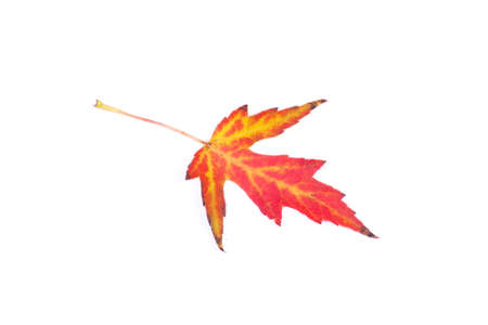 Autumn leaf isolated on white backgroundの写真素材