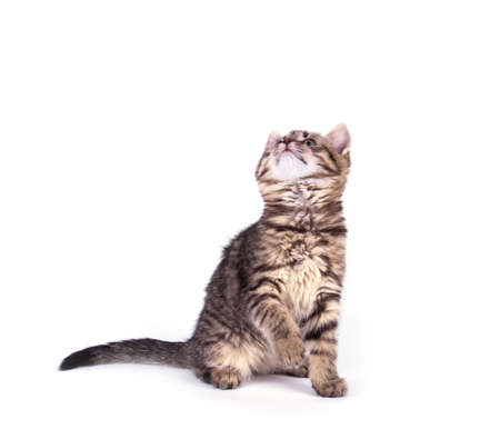 Portrait cat isolated on white backgroundの写真素材