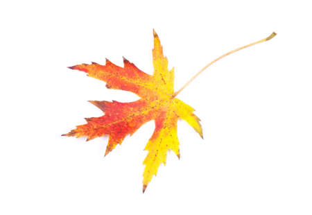 Autumn leaf isolated on white backgroundの写真素材