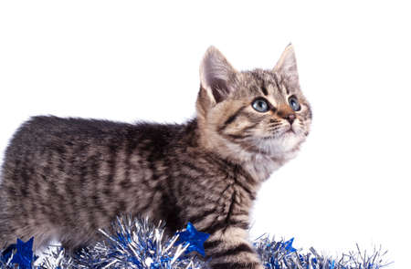 Christmas decoration with cat on white backgroundの写真素材