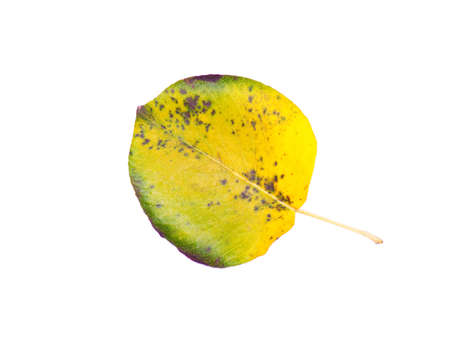 Autumn leaf isolated on white backgroundの写真素材