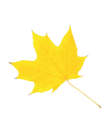 Close-up of autumn leaf on whiteの写真素材