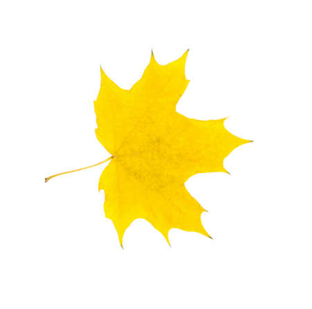 Close-up of autumn leaf on whiteの写真素材