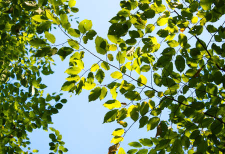 Summer Sunny Forest Treesの写真素材