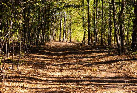 Summer Sunny Forest Treesの写真素材