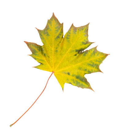 Close-up of autumn leaf on whiteの写真素材