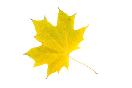 Close-up of autumn leaf on whiteの写真素材