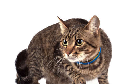 Portrait of green eyed cat isolated on white backgroundの写真素材