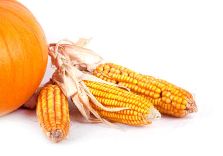 ears of corn isolated on white backgroundの写真素材