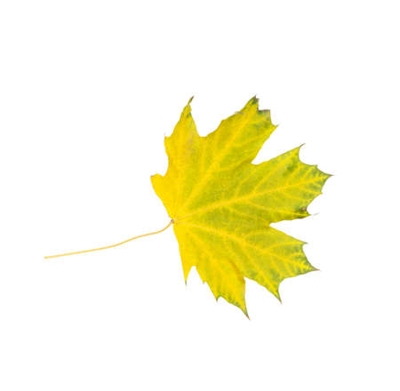 Close-up of autumn leaf on whiteの写真素材