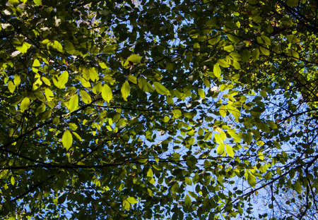 Summer Sunny Forest Treesの写真素材