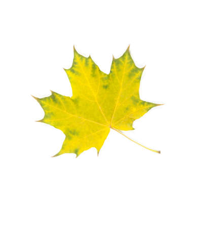 Close-up of autumn leaf on whiteの写真素材
