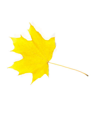 Close-up of autumn leaf on whiteの写真素材