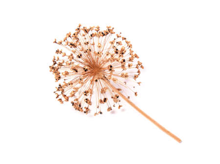 Seeds of a decorative onions alli um isolatedの写真素材