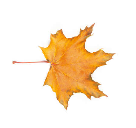 Close-up of autumn leaf on whiteの写真素材