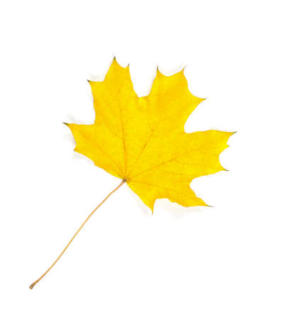 Close-up of autumn leaf on whiteの写真素材