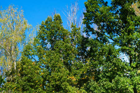 Summer Sunny Forest Treesの写真素材