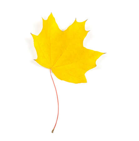 Close-up of autumn leaf on whiteの写真素材
