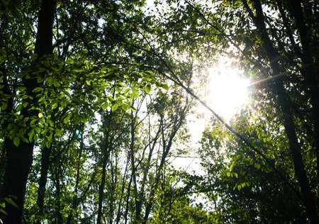 Summer Sunny Forest Treesの写真素材