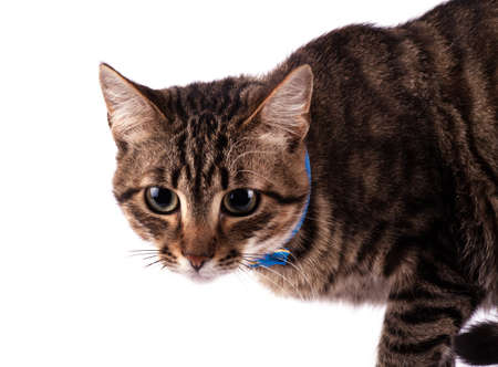 Portrait of green eyed cat isolated on white backgroundの写真素材