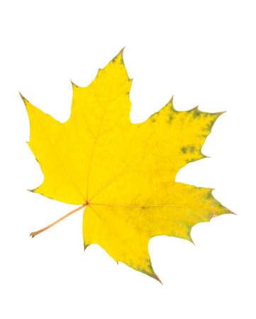 Close-up of autumn leaf on whiteの写真素材