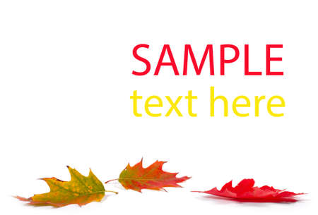 autumn maple leafs isolated on white backgroundの写真素材