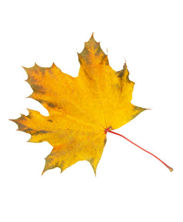 Close-up of autumn leaf on whiteの写真素材