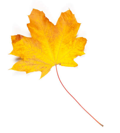 Close-up of autumn leaf on whiteの写真素材