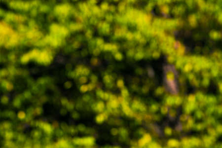 Natural green a blurred backgroundの写真素材